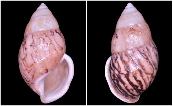 Amphidromus asper Haas, 1934