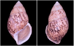 Amphidromus asper Haas, 1934