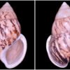Amphidromus asper Haas, 1934