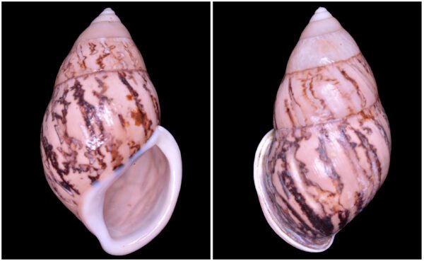 Amphidromus asper Haas, 1934