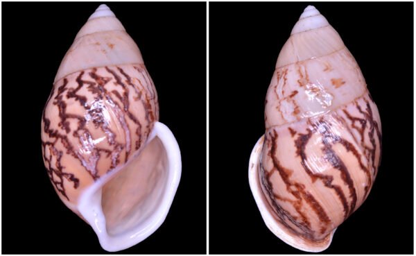 Amphidromus asper Haas, 1934