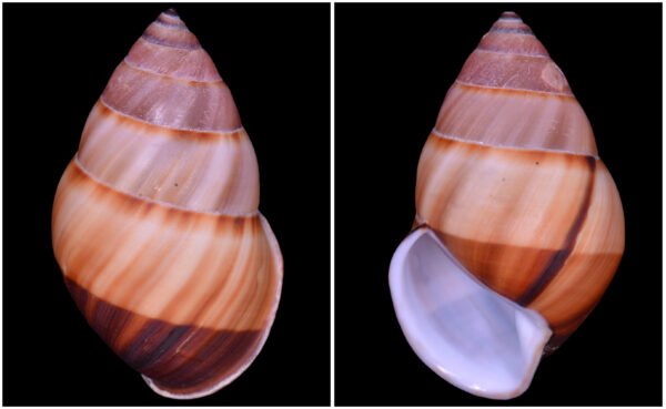 Amphidromus inversus annamiticus Crosse & Fischer, 1863