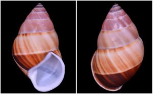 Amphidromus inversus annamiticus Crosse & Fischer, 1863