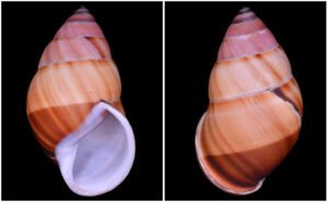Amphidromus inversus annamiticus Crosse & Fischer, 1863