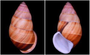 Amphidromus inversus annamiticus Crosse & Fischer, 1863