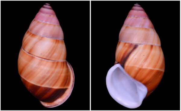 Amphidromus inversus annamiticus Crosse & Fischer, 1863
