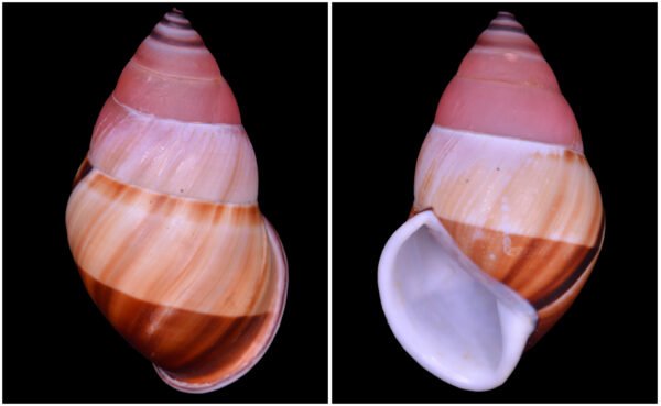 Amphidromus inversus annamiticus Crosse & Fischer, 1863