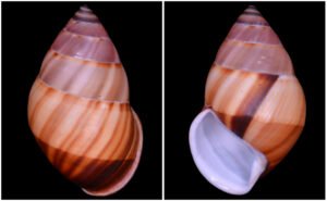 Amphidromus inversus annamiticus Crosse & Fischer, 1863